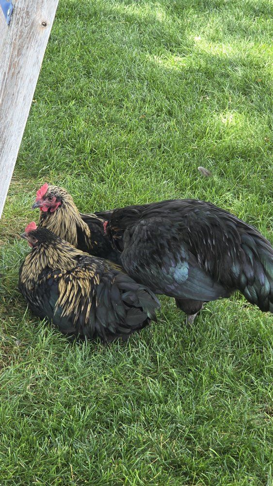 Loverboy Roosters