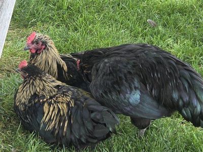 Loverboy Roosters