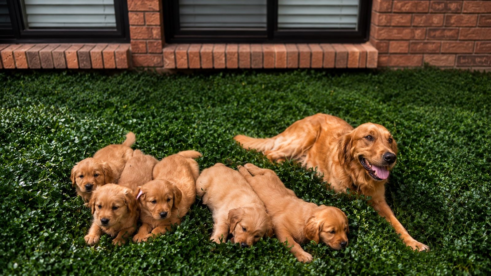 Red Retriever - Field Golden Retriever Puppies