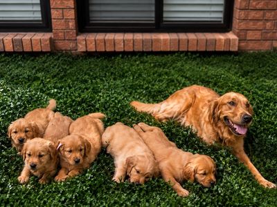 Red Retriever - Field Golden Retriever Puppies