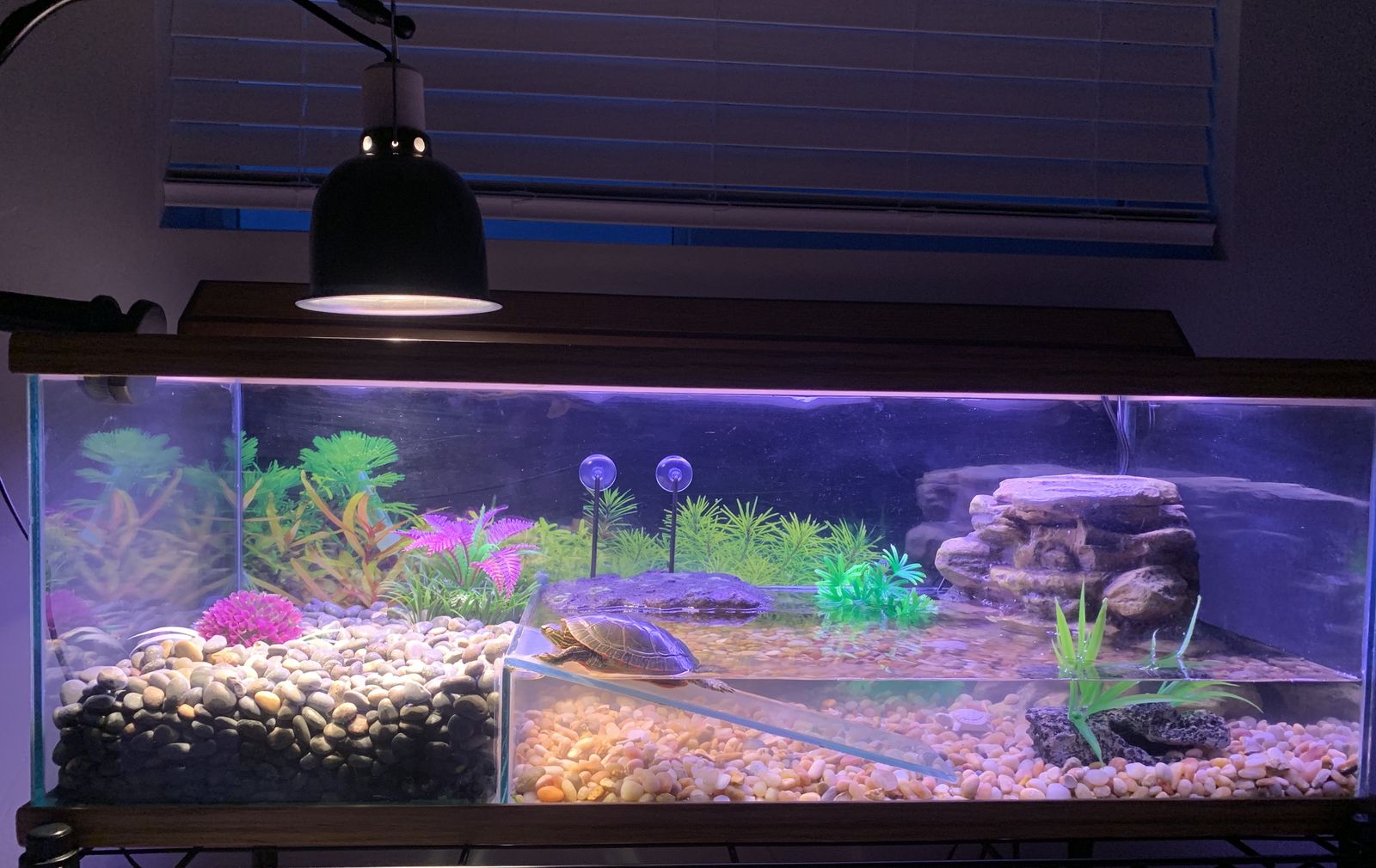 Aquatic Turtle Pet Tank