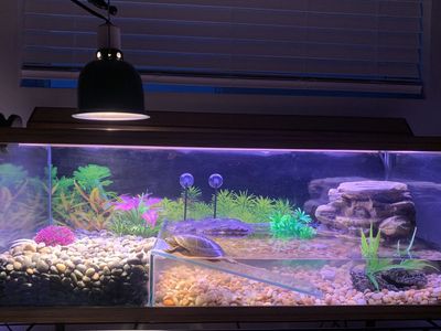 Aquatic Turtle Pet Tank