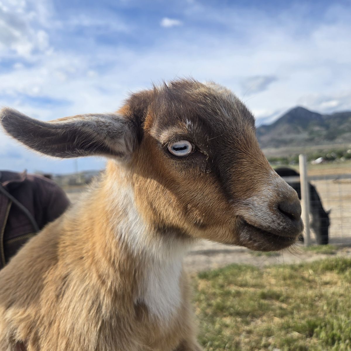 Blue Eyed Nigerian Dwarf Goat Doeling – Ready June 19th