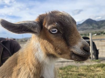 Blue Eyed Nigerian Dwarf Goat Doeling – Ready June 19th