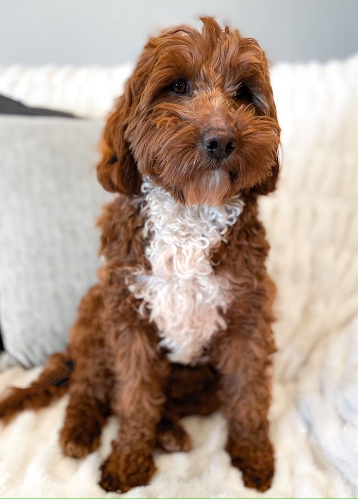 Goldendoodle Stud, Dk Red, FF, +/-, No Parti, 14#