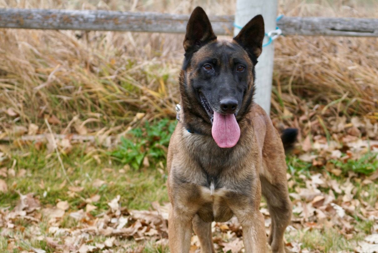 Pax 4 year old great stable trained Belgian Malinois