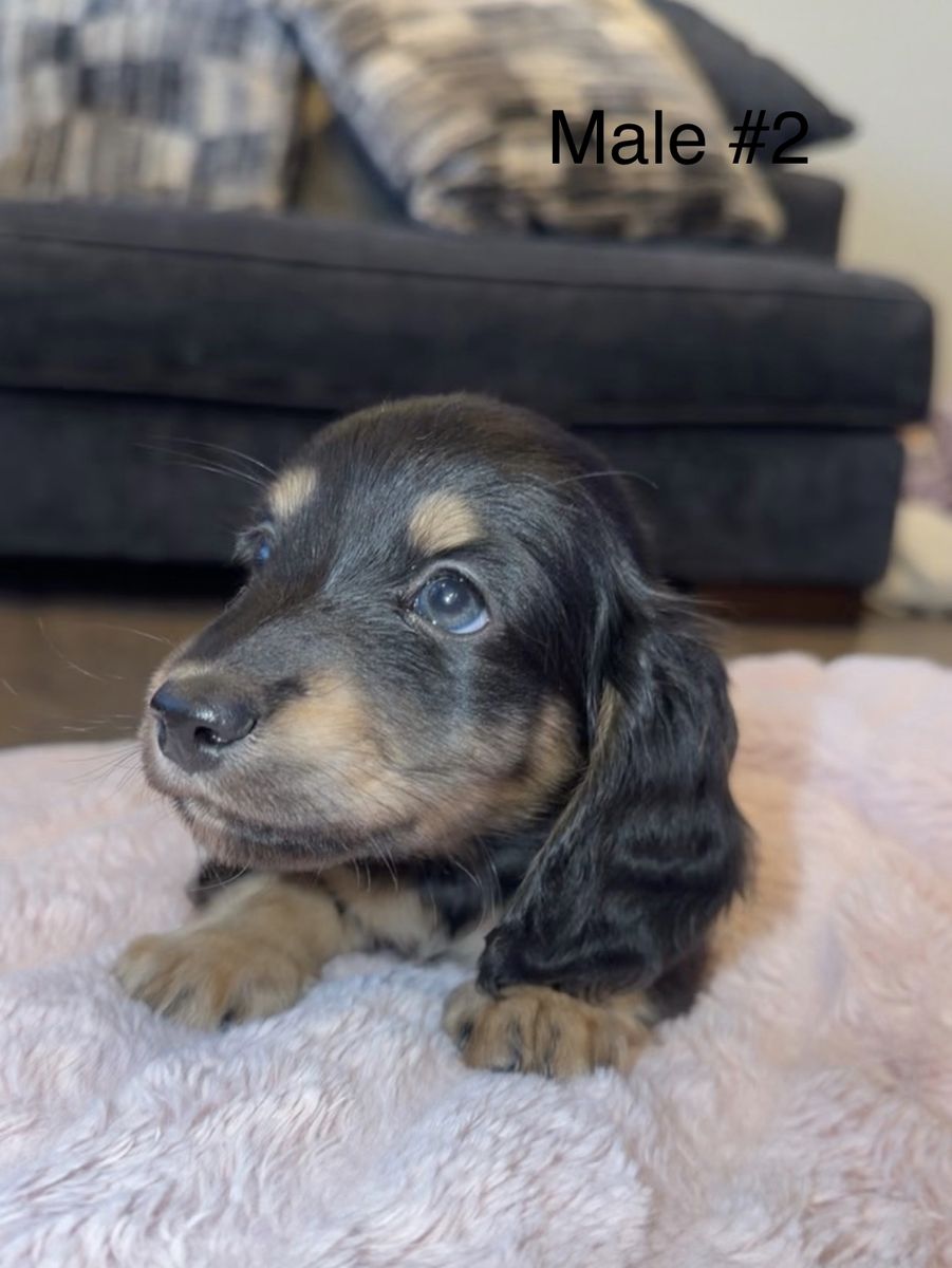 Longhaired Mini Dachshund