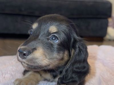 Longhaired Mini Dachshund