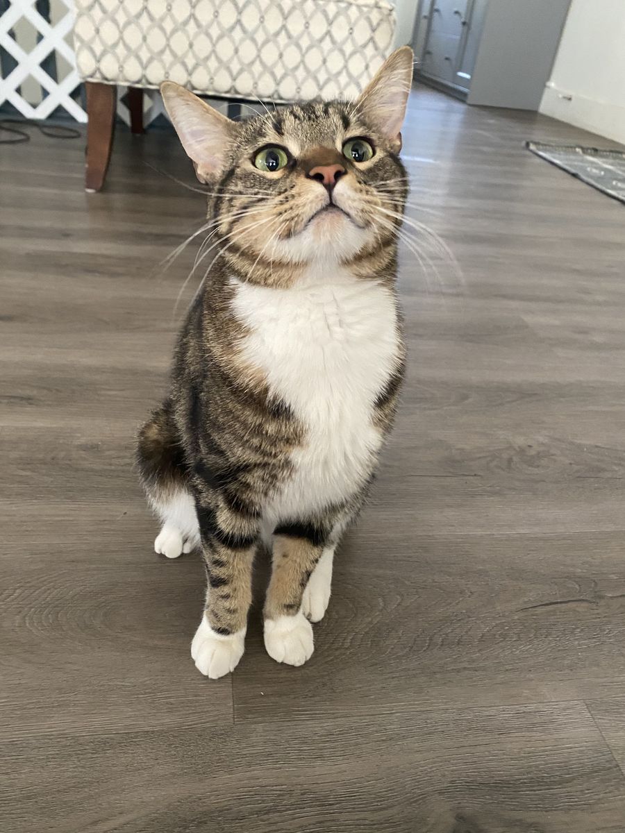 Two Year Old Male Cat