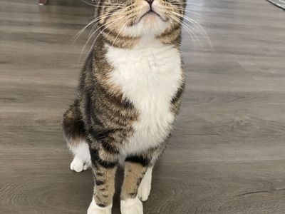 Two Year Old Male Cat