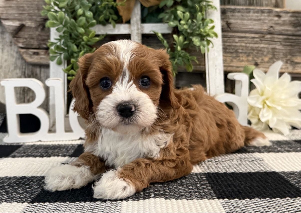 Sparkles, F1 Cavapoo