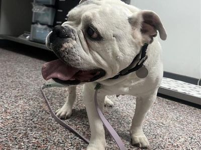 Hello my name is Diana