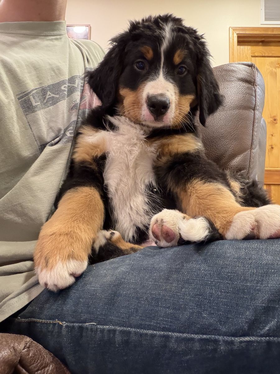 Sweet little angels looking for a loving home. Bernese Mountain dog puppy