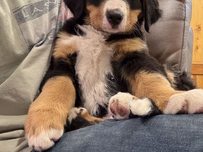 Sweet little angels looking for a loving home. Bernese Mountain dog puppy