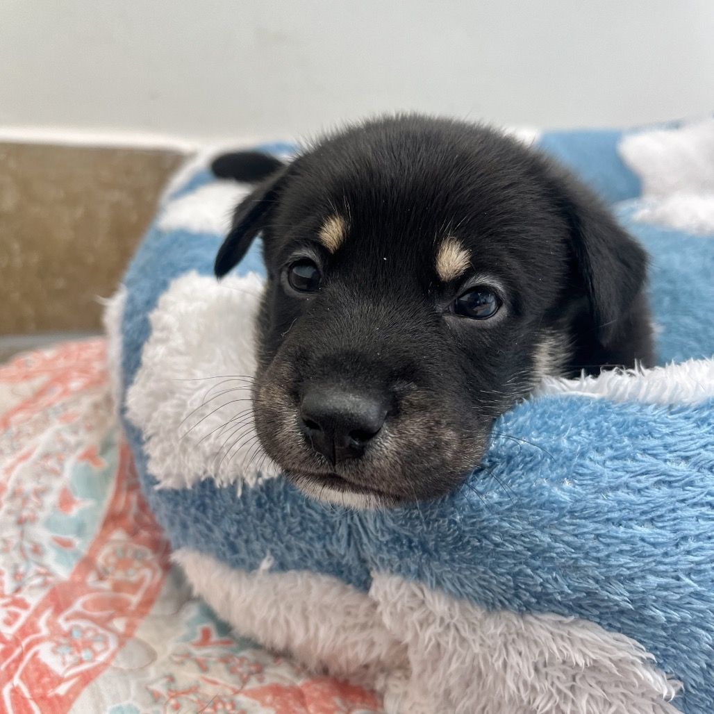 Hello my name is Arf Maul