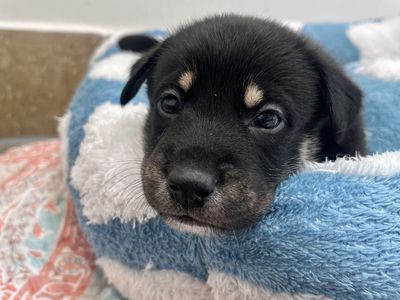 Hello my name is Arf Maul