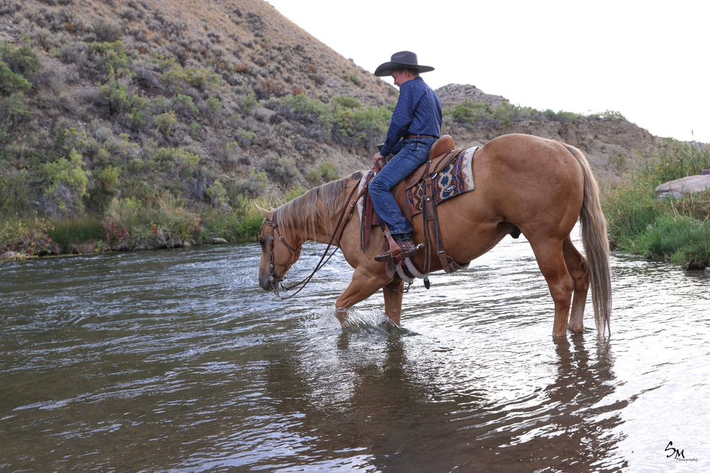 12 Year Palomino Gelding