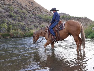 12 Year Palomino Gelding