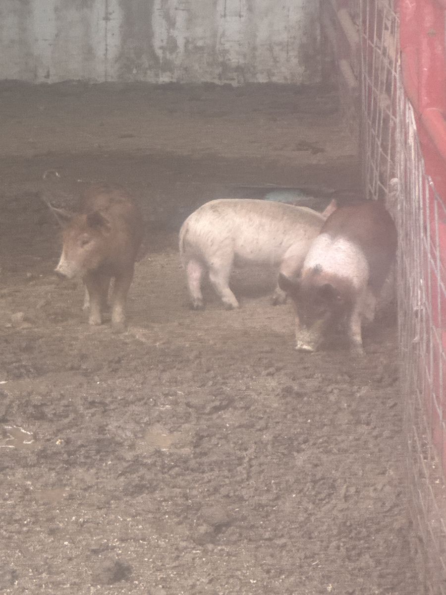 4 piglets