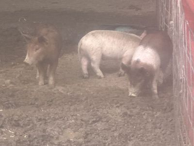 4 piglets