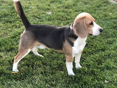 AKC / UKC registered blue/silver tricolor male beagle dog ~ FOR STUD ONLY ~ DNA health tested