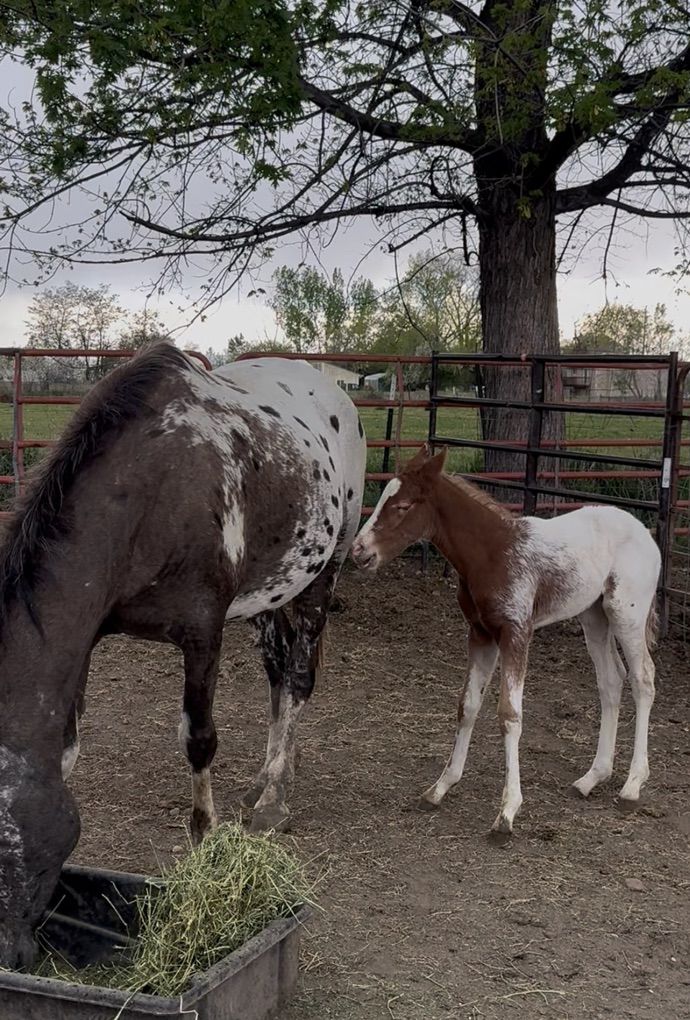 APHC Appaloosa Filly