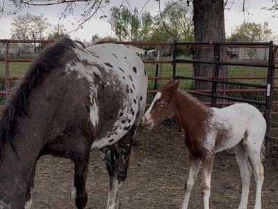 APHC Appaloosa Filly