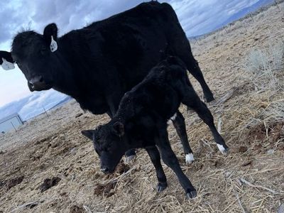 Angus/charolais Cow Calf Pair