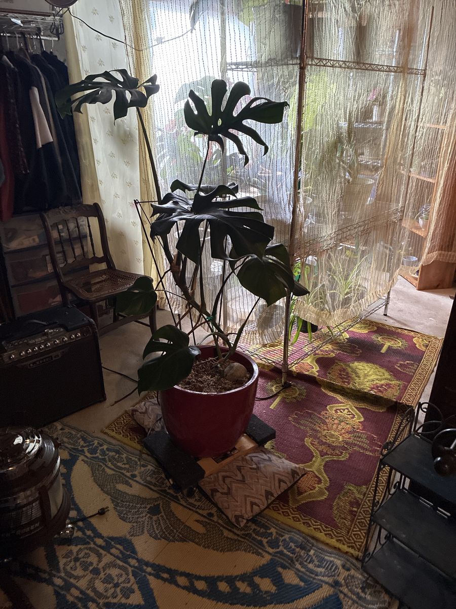 Beautiful monstera