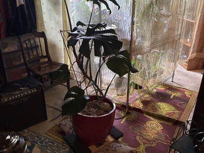Beautiful monstera