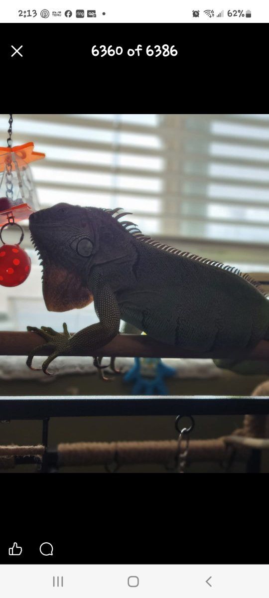 Iguana