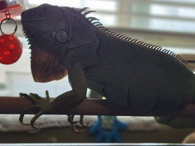 Iguana