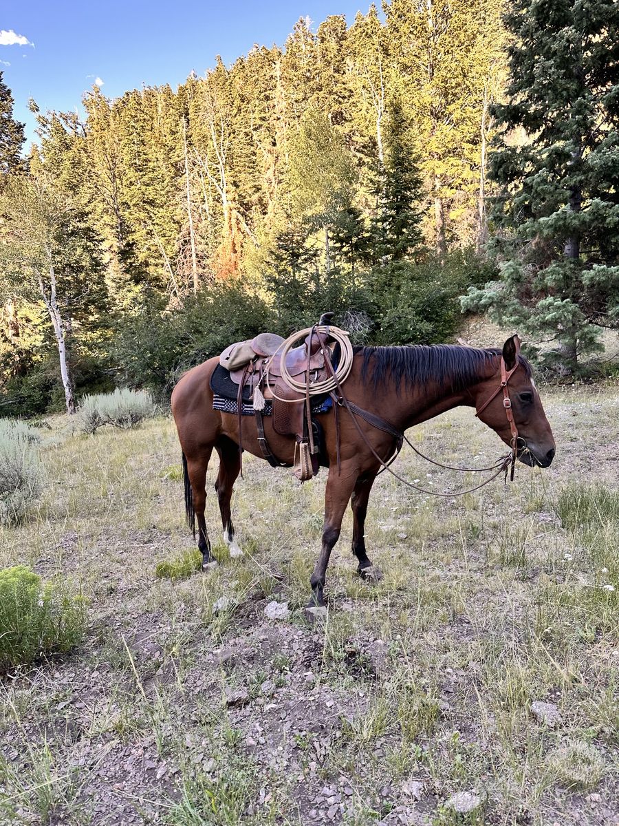 11-Year-Old Grade Bay Gelding