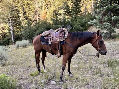 11-Year-Old Grade Bay Gelding