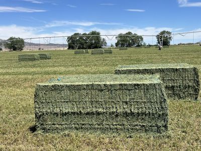 3x4x8 Alfalfa