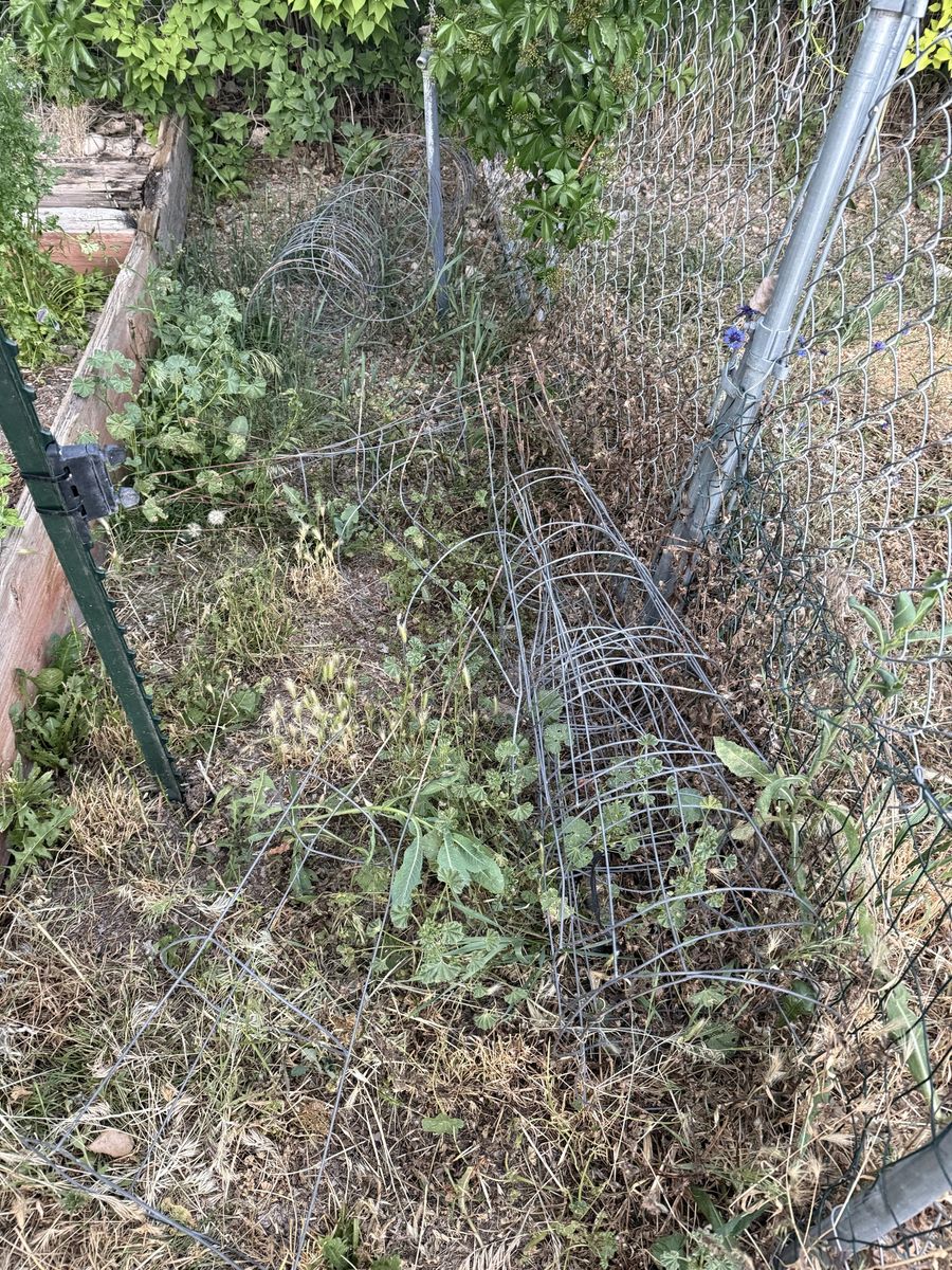 Tomato or bean cages for trade
