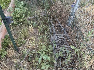 Tomato or bean cages for trade