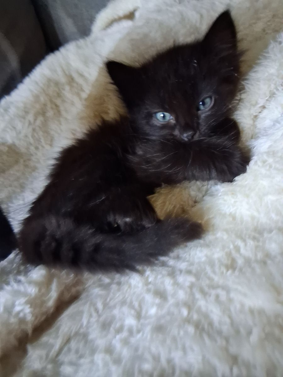 Kittens . Born 4/12