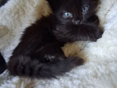 Kittens . Born 4/12