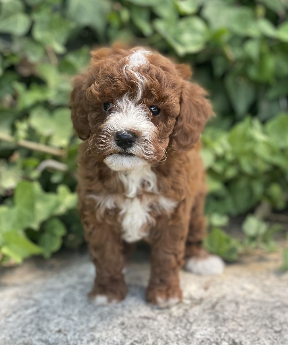 AKC TOY POODLES