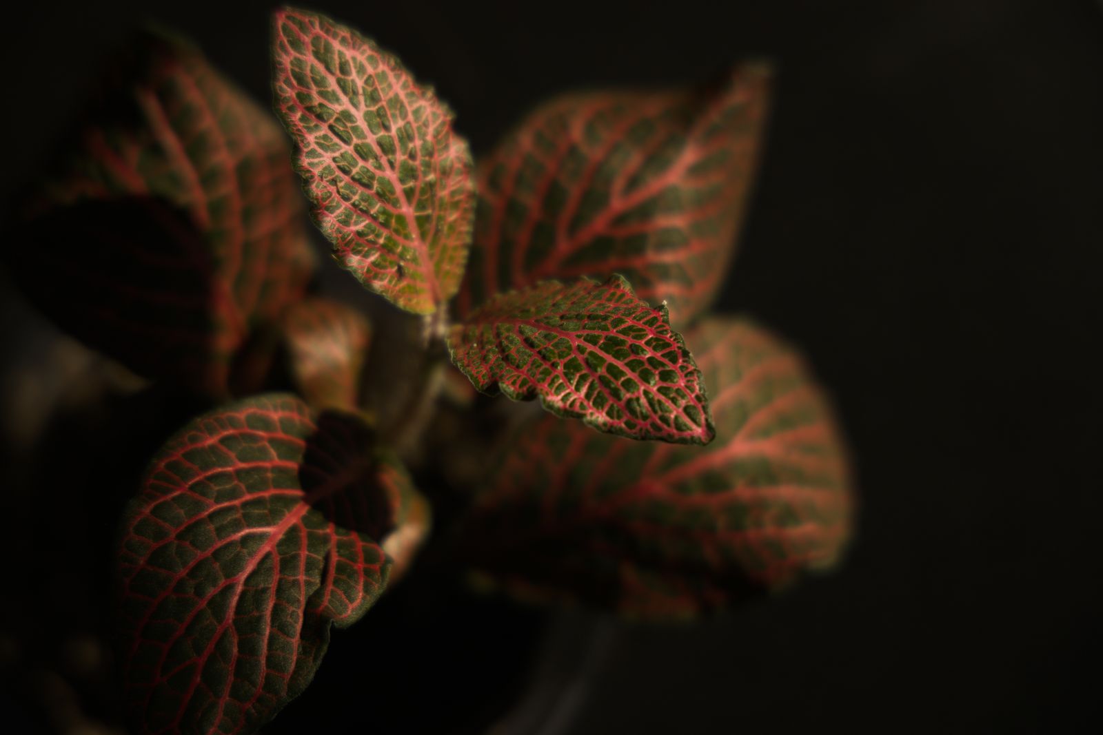 Main image 3