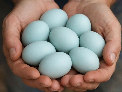 Olive Egger hatching Eggs