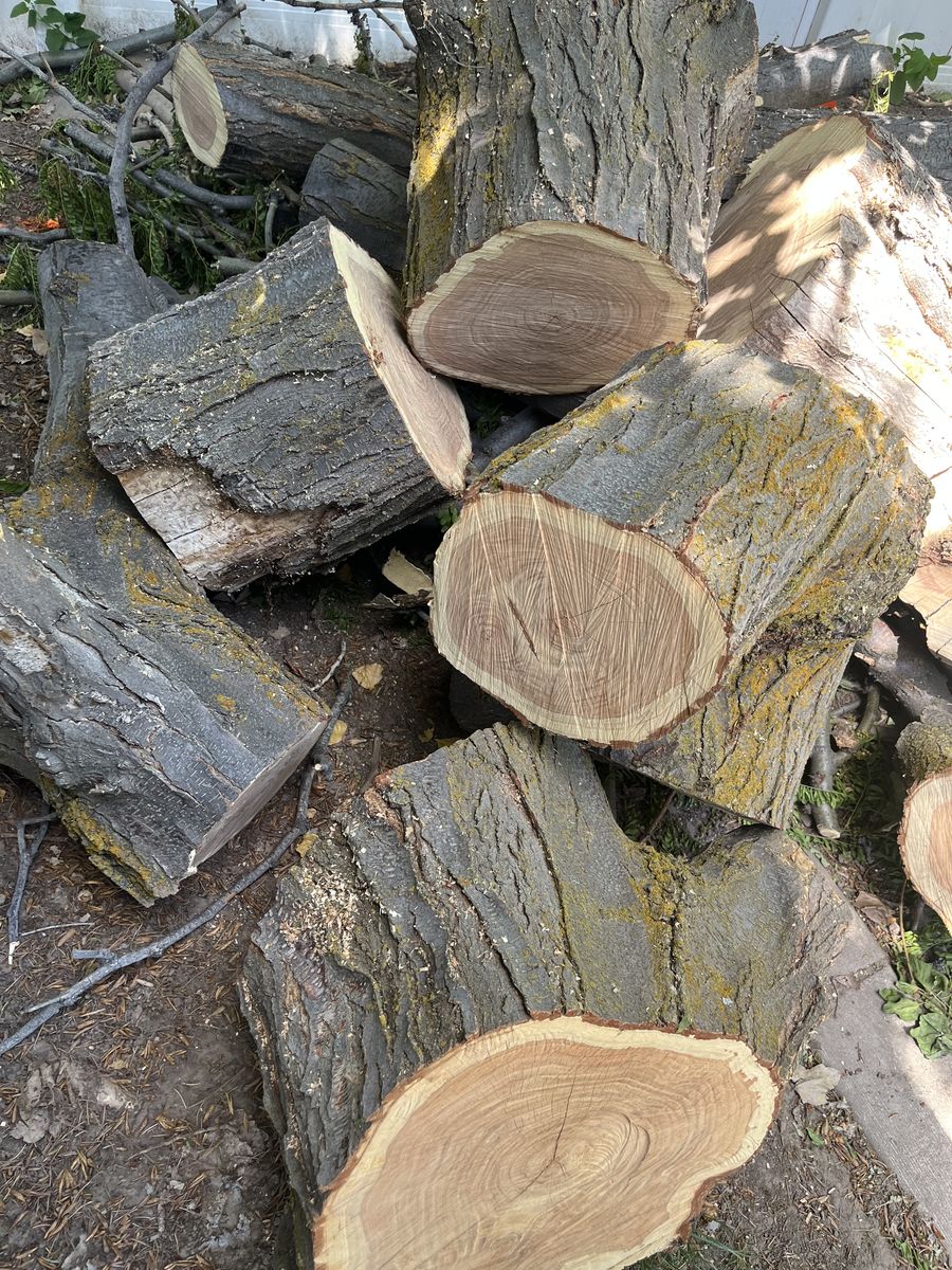 Logs for firewood