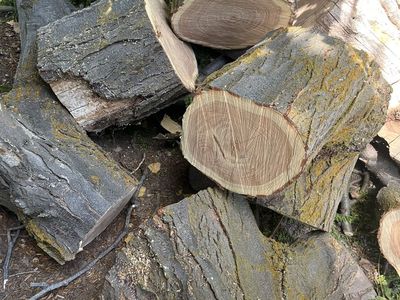 Logs for firewood