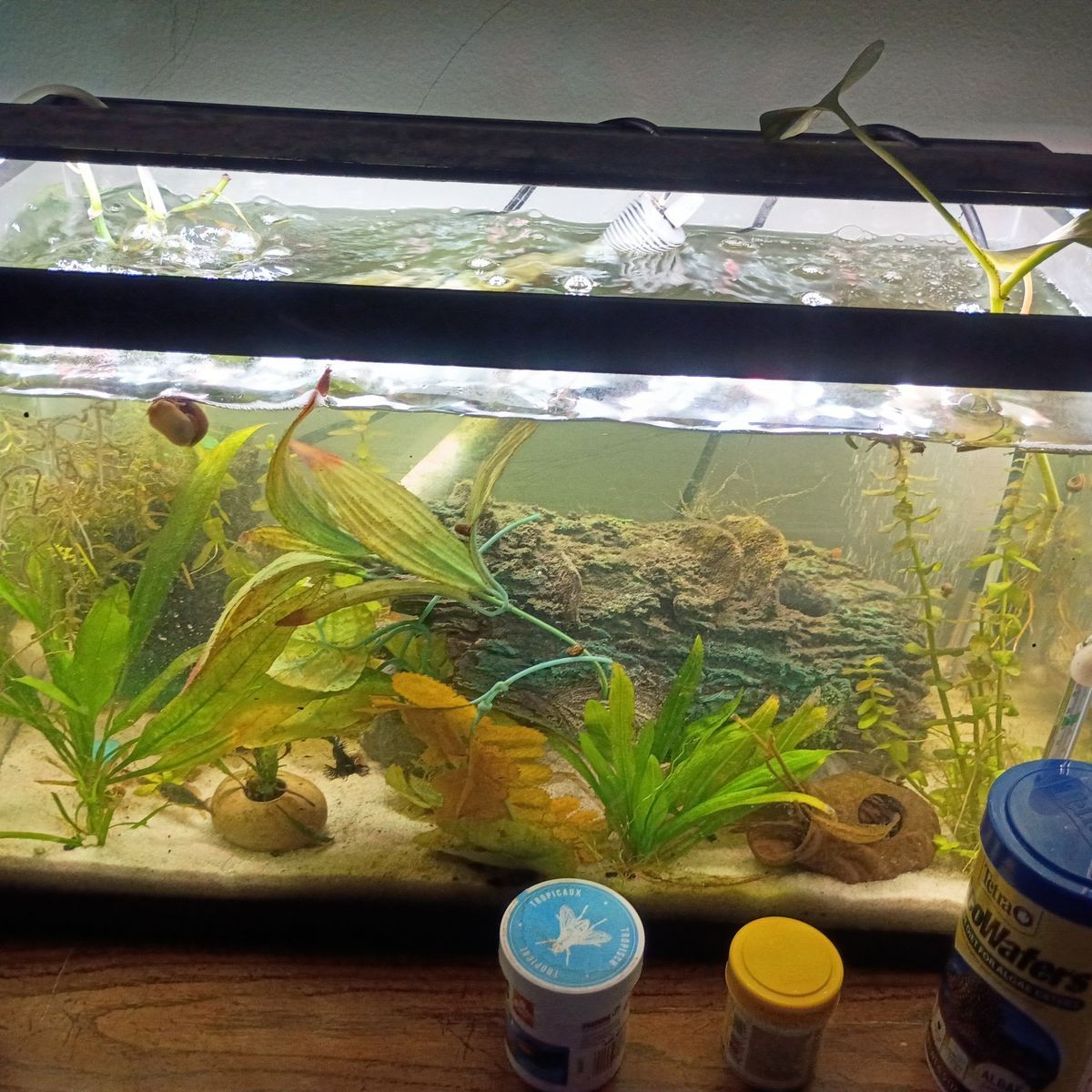 10 gallon Betta tank