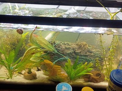 10 gallon Betta tank