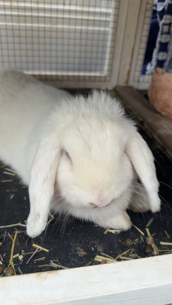 BEW Holland Lop Rabbit - Blue-Eyed White, Adorable & Ready for a Loving Home
