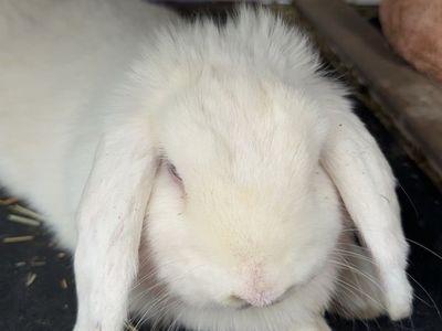 BEW Holland Lop Rabbit - Blue-Eyed White, Adorable & Ready for a Loving Home