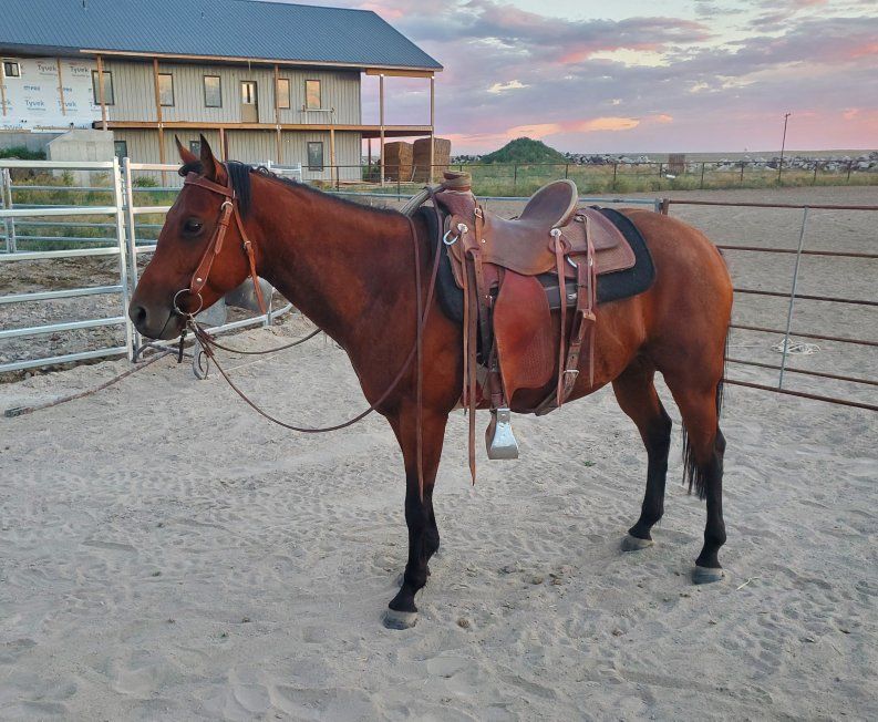 5 year old bay mare