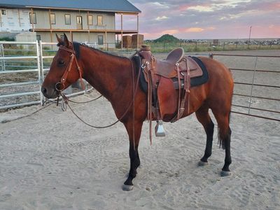 5 year old bay mare